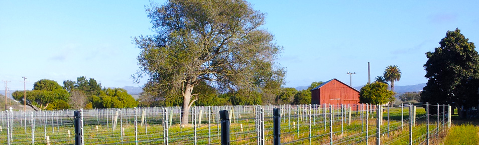 Winery Development